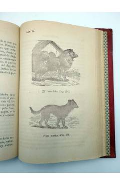 Muestra 4 de AVES Y ANIMALES DE CORRAL + PISCICULTURA (D.F.B. Y B. / Un Aficionado) Libro de Oro 1865