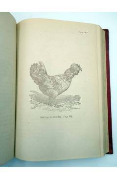 Muestra 5 de AVES Y ANIMALES DE CORRAL + PISCICULTURA (D.F.B. Y B. / Un Aficionado) Libro de Oro 1865