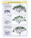 Muestra 4 de BONSAI ACTUAL. LOTE DE 95 REVISTAS DEL 9 AL 103 (Vvaa) Tyris 1988