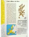 Muestra 3 de GUÍAS DE LA NATURALEZA. RIBERAS MARINAS (Su Swallow / John Barber) Juventud 1987