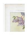 Muestra 2 de JOURNAL DE LA DECORATION AÑO XIX LÁM. 22. LILAS (G. Maschke) Ar. Guérinet Circa 1905. CROMOLITOGRAFÍA 63x46