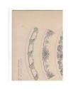 Muestra 2 de JOURNAL DE LA DECORATION AÑO XIX LÁM. 54. BORDURES POUR LA CÉRAMIQUE (L. Hellmuth) Circa 1905. CROMOLITOGRA