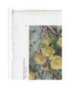 Muestra 2 de JOURNAL DE LA DECORATION AÑO XXI LÁM. 57. ÉTUDE DE ROSES (K. Ullrich) Ar. Guérinet Circa 1907. CROMOLITOGRA