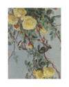 Muestra 4 de JOURNAL DE LA DECORATION AÑO XXI LÁM. 57. ÉTUDE DE ROSES (K. Ullrich) Ar. Guérinet Circa 1907. CROMOLITOGRA
